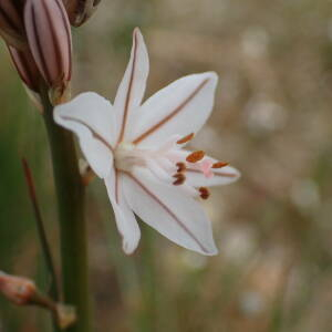 Photographie n°2462569 du taxon Asphodelus fistulosus L.