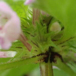 Photographie n°2462572 du taxon Lamium purpureum L.