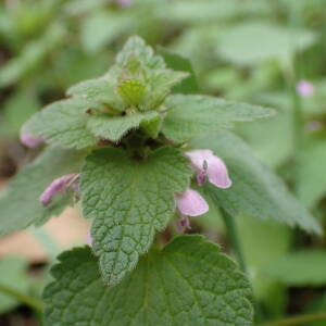 Photographie n°2462573 du taxon Lamium purpureum L.