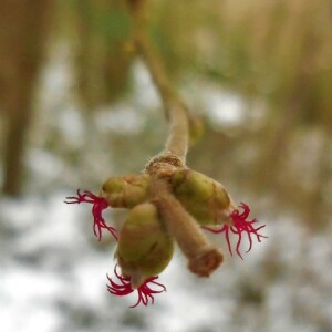 Photographie n°2462578 du taxon Corylus avellana L. [1753]