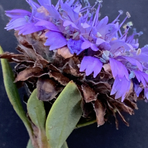 Globularia alypum subsp. arabica (Jaub. & Spach) Maire (Globulaire d'Arabie)