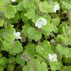 Photographie n°2462607 du taxon Veronica cymbalaria Bodard [1798]