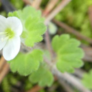 Photographie n°2462610 du taxon Veronica cymbalaria Bodard [1798]