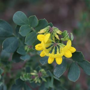 Photographie n°2462617 du taxon Coronilla glauca L.