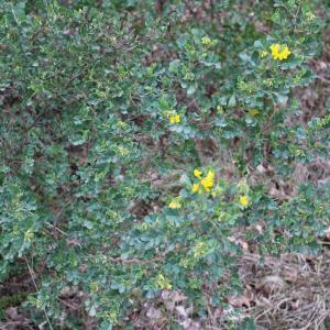 Photographie n°2462626 du taxon Coronilla glauca L.