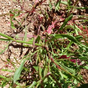 Photographie n°2462647 du taxon Rumex acetosella L. [1753]