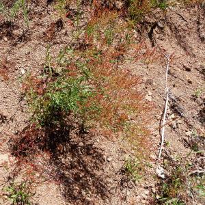 Photographie n°2462648 du taxon Rumex acetosella L. [1753]