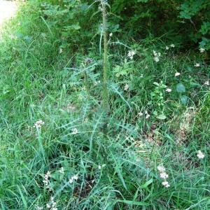 Photographie n°2462650 du taxon Cirsium palustre (L.) Scop. [1772]