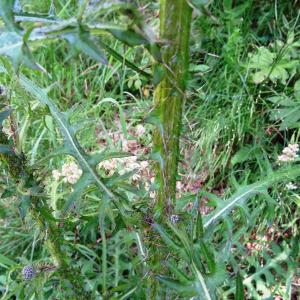 Photographie n°2462651 du taxon Cirsium palustre (L.) Scop. [1772]