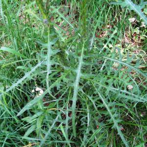 Photographie n°2462652 du taxon Cirsium palustre (L.) Scop. [1772]