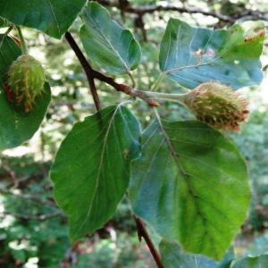 Photographie n°2462679 du taxon Fagus sylvatica L. [1753]