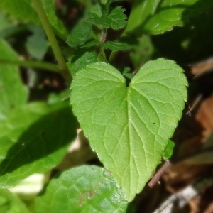 Photographie n°2462681 du taxon Phyteuma spicatum L. [1753]