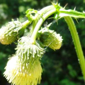  - Cirsium erisithales (Jacq.) Scop. [1769]