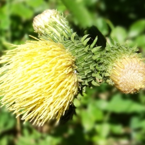  - Cirsium erisithales (Jacq.) Scop. [1769]