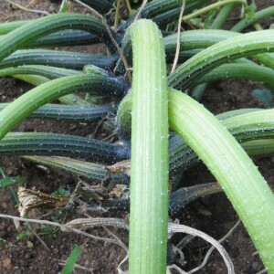 Photographie n°2462764 du taxon Cucurbita pepo L. [1753]