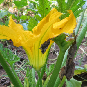 Photographie n°2462765 du taxon Cucurbita pepo L. [1753]