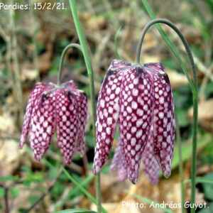  - Fritillaria meleagris L.