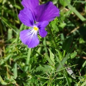 Photographie n°2462812 du taxon Viola tricolor L. [1753]
