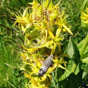 Photographie n°2462815 du taxon Gentiana lutea L.