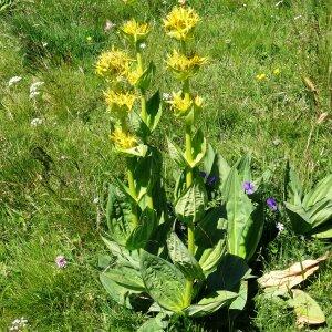 Photographie n°2462819 du taxon Gentiana lutea L.