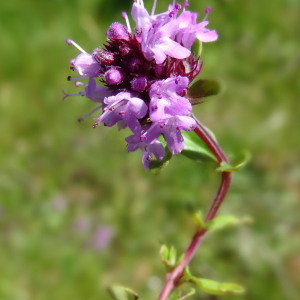  - Thymus pulegioides L. [1753]