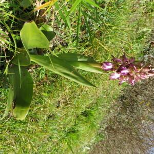 Photographie n°2462863 du taxon Himantoglossum robertianum (Loisel.) P.Delforge