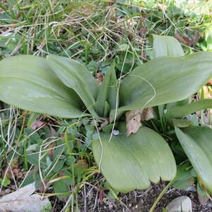 Photographie n°2462865 du taxon Himantoglossum robertianum (Loisel.) P.Delforge