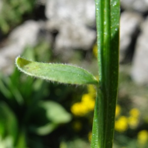 Photographie n°2462903 du taxon Genista sagittalis L. [1753]