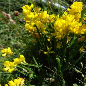 Photographie n°2462904 du taxon Genista sagittalis L. [1753]