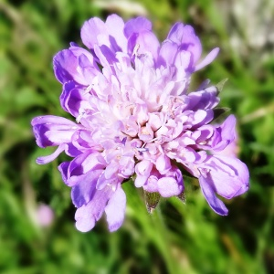 Photographie n°2462907 du taxon Knautia arvensis (L.) Coult. [1828]