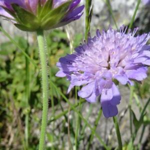 Photographie n°2462908 du taxon Knautia arvensis (L.) Coult. [1828]