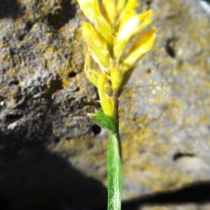 Photographie n°2462922 du taxon Genista sagittalis L.