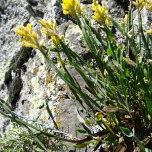  - Genista sagittalis L.