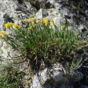 Photographie n°2462924 du taxon Genista sagittalis L.