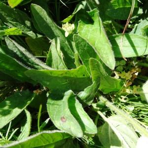 Photographie n°2462930 du taxon Prunella grandiflora (L.) Schöller [1775]