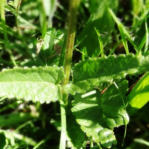 Photographie n°2462933 du taxon Betonica officinalis L. [1753]