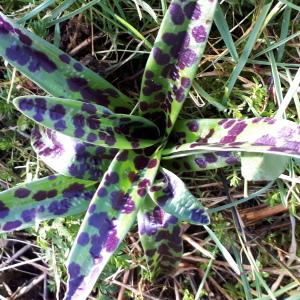 Photographie n°2462947 du taxon Orchis mascula subsp. mascula