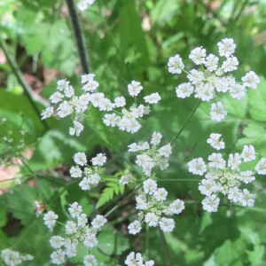 Photographie n°2462952 du taxon Chaerophyllum temulum L. [1753]