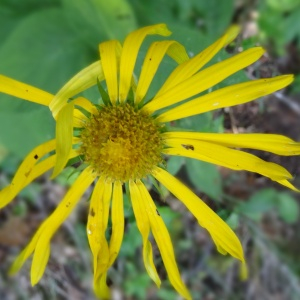 Photographie n°2462999 du taxon Doronicum austriacum Jacq. [1774]