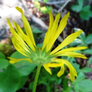 Photographie n°2463000 du taxon Doronicum austriacum Jacq. [1774]