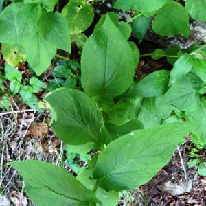 Photographie n°2463001 du taxon Doronicum austriacum Jacq. [1774]