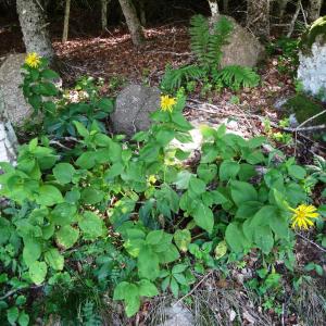 Photographie n°2463003 du taxon Doronicum austriacum Jacq. [1774]