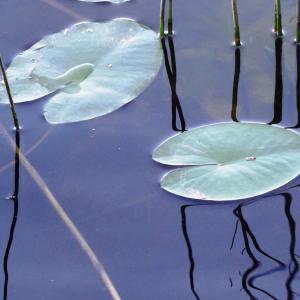 Photographie n°2463007 du taxon Nuphar pumila (Timm) DC. [1821]