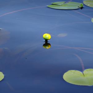 Photographie n°2463008 du taxon Nuphar pumila (Timm) DC. [1821]