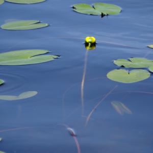 Photographie n°2463009 du taxon Nuphar pumila (Timm) DC. [1821]