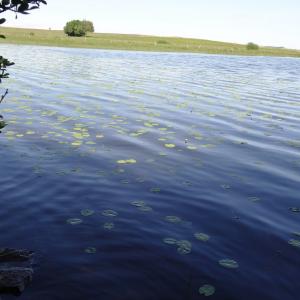 Photographie n°2463010 du taxon Nuphar pumila (Timm) DC. [1821]