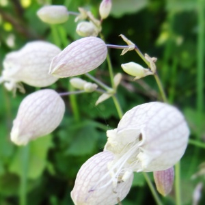 Photographie n°2463011 du taxon Silene vulgaris (Moench) Garcke