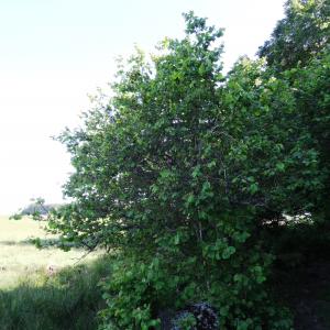 Photographie n°2463023 du taxon Corylus avellana L.