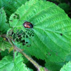 Photographie n°2463026 du taxon Corylus avellana L.