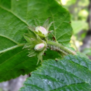 Photographie n°2463027 du taxon Corylus avellana L.